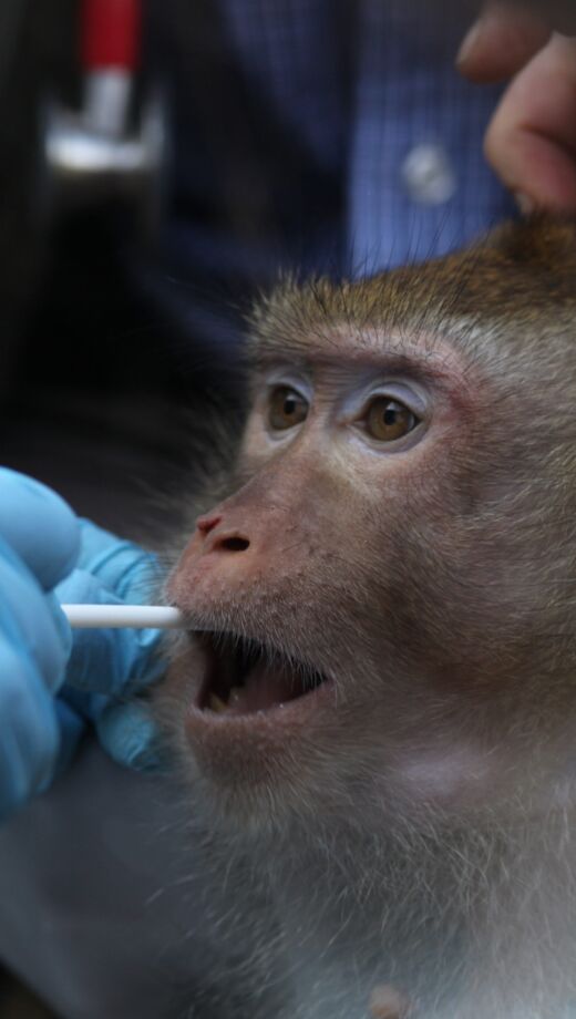 A macaque is getting a buccal swabbing